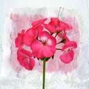 Pyttelite